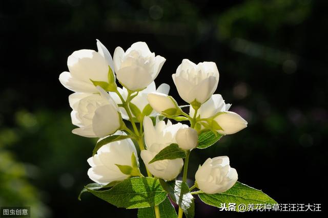 做到五个“长”，让茉莉花株型矮壮紧凑，开花更多更香