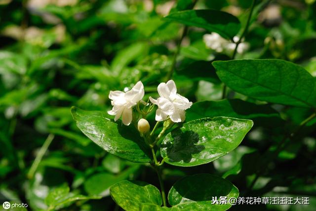 做到五个“长”，让茉莉花株型矮壮紧凑，开花更多更香
