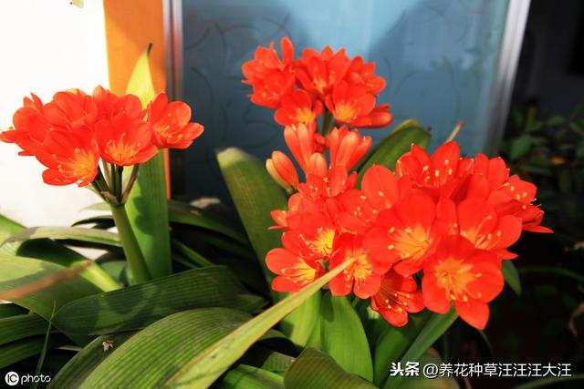 君子兰养护过程中，做好这个“避免”，有效防止君子兰叶心腐烂
