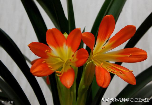 君子兰叶片边缘发黄干枯的五大原因，以及解决办法