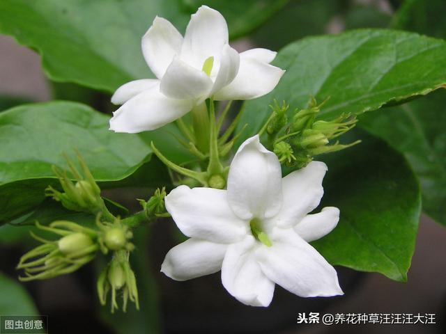 做到五个“长”，让茉莉花株型矮壮紧凑，开花更多更香