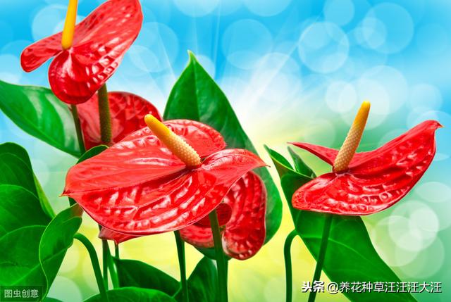 水培红掌养护，做好这两点，不黄叶，红花开不停