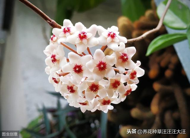 球兰开花“特”困难，两个“选择”没做对