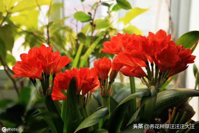 君子兰叶片边缘发黄干枯的五大原因，以及解决办法