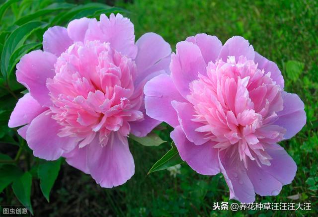 盆栽牡丹花，做好这些“点”，旺“植株”，开花多又艳
