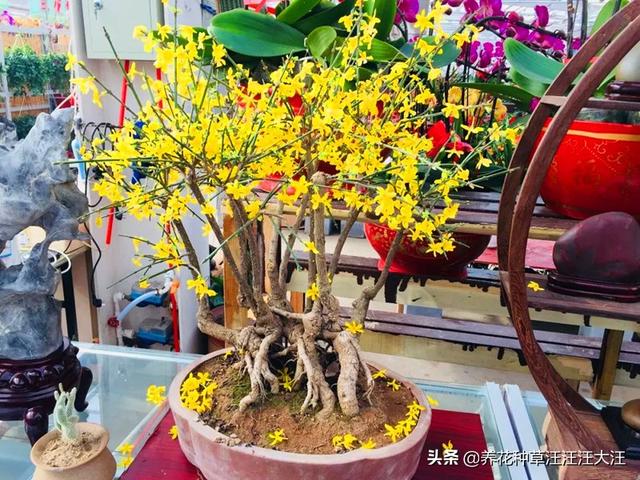 盆栽迎春花，摘心分着“三步”走，植株更饱满，开花更多更艳丽