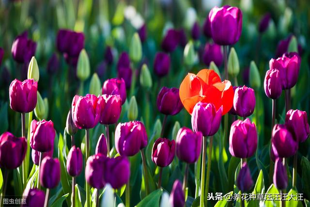 郁金香花花期过后，做好两个“阶段”的养护，年年都能有花看