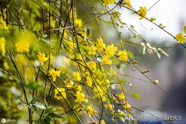 盆栽迎春花，摘心分着“三步”走，植株更饱满，开花更多更艳丽