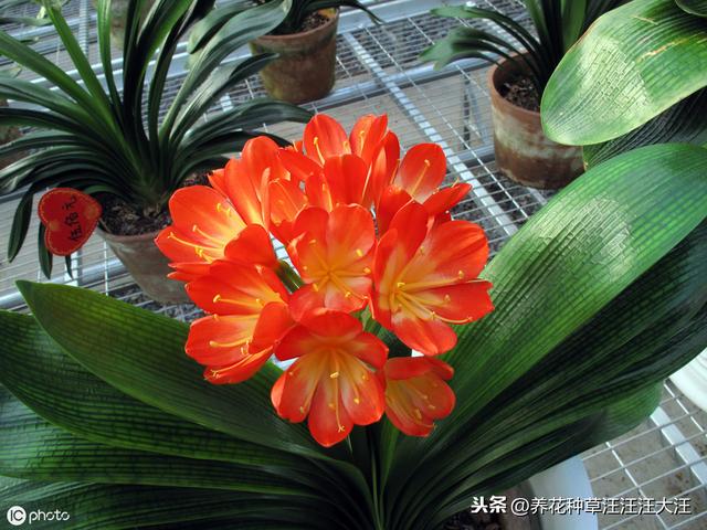 君子兰养护中，做好三个“提高”，基座更“完美”，株型更美观