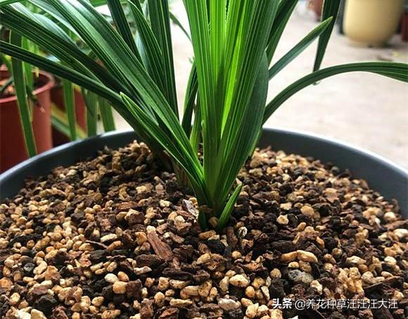 蕙兰孕蕾期养护，做好这三点，花葶高出“架”，花大香气浓
