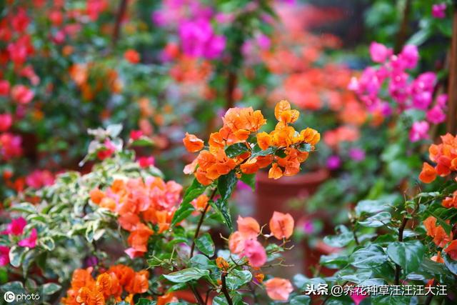 三角梅开花少而小，三个小“动作”，植株焕发生机，开花大又多