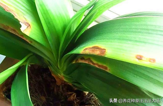君子兰叶片边缘发黄干枯的五大原因，以及解决办法
