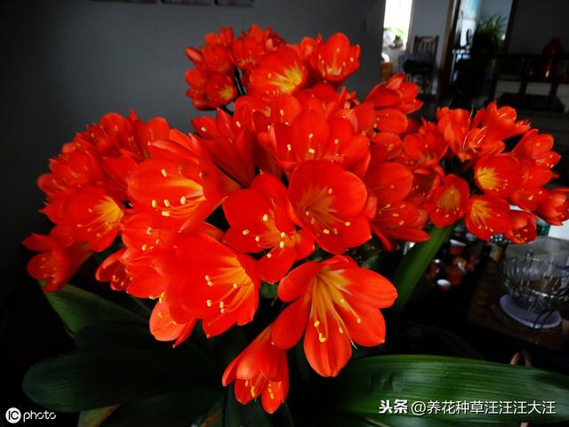 君子兰养护，看见这几种“表现”，需要及时处理，否则“成追忆”