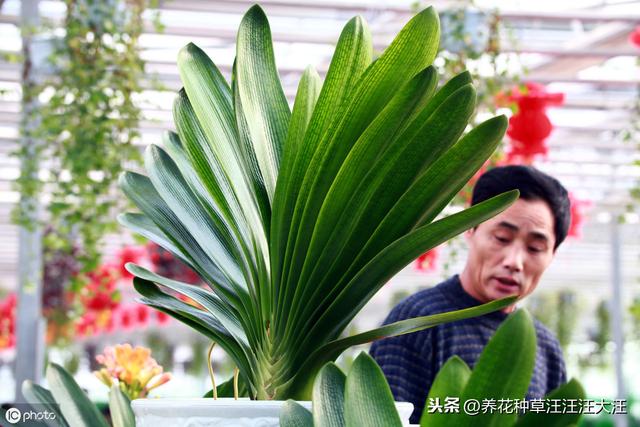君子兰养护中，做好三个“提高”，基座更“完美”，株型更美观