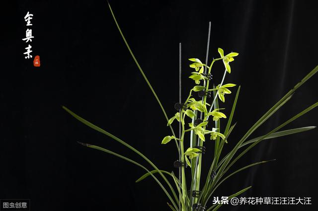 蕙兰孕蕾期养护，做好这三点，花葶高出“架”，花大香气浓