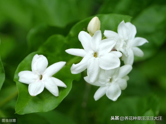 做到五个“长”，让茉莉花株型矮壮紧凑，开花更多更香