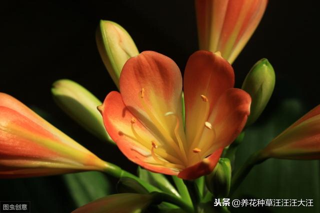 君子兰叶片边缘发黄干枯的五大原因，以及解决办法
