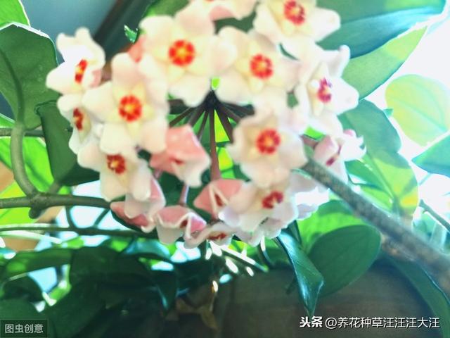 球兰开花“特”困难，两个“选择”没做对