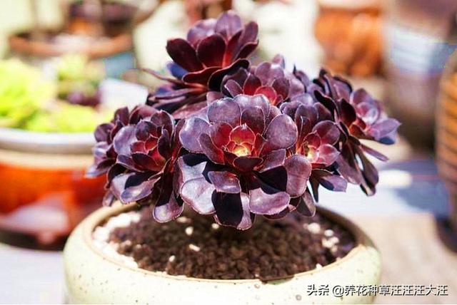 圆叶黑法师冬季养护，做好这四点，生长快速，叶色更黑亮