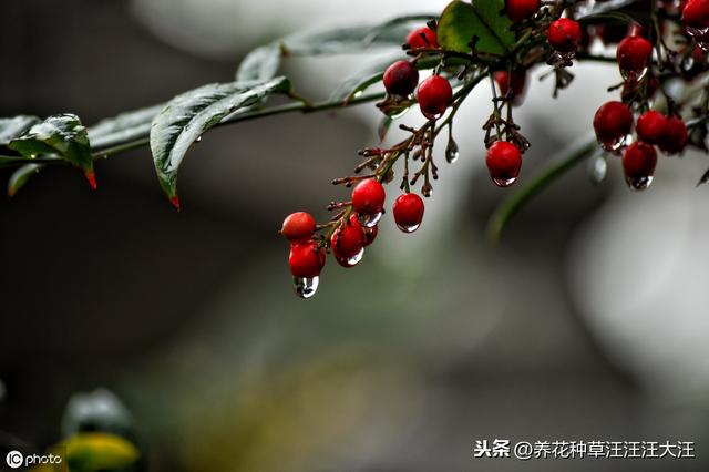 火棘盆景“失枝”，两个方法补救，造型随心所欲