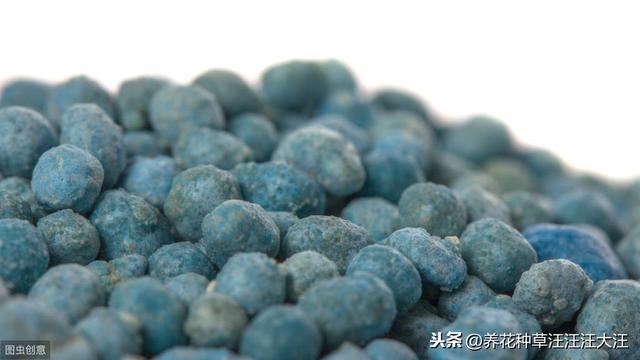 三角梅栽种，添加底肥时，注意这三点，不伤苗，生长旺