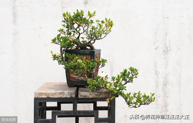 盆栽小榕树不长气生根，使用这“三种”方法，根系多，植株旺
