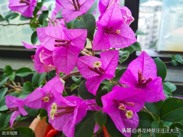三角梅栽种，添加底肥时，注意这三点，不伤苗，生长旺