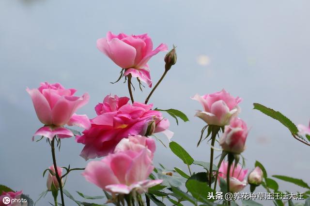 月季冒笋芽后，施肥很重要，注意这几点，笋芽“蹭蹭”长