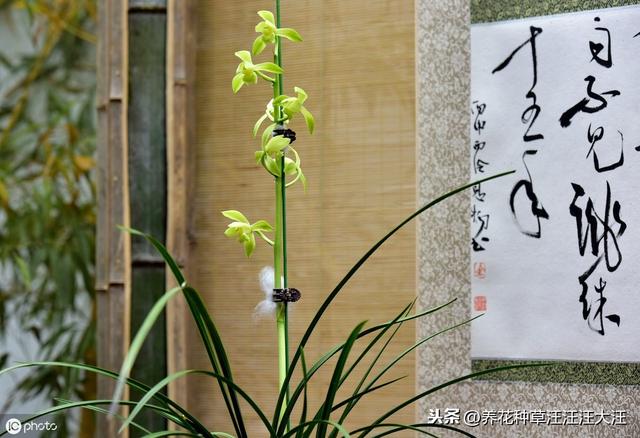 蕙兰孕蕾期养护，做好这三点，花葶高出“架”，花大香气浓