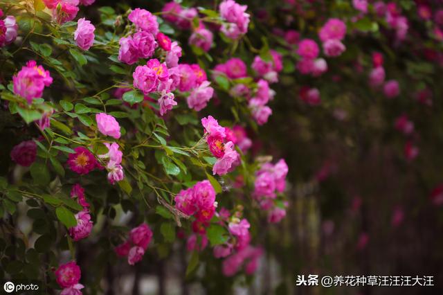 北方扦插蔷薇杆子，给它穿件“皮大衣”，生根快，成活率高