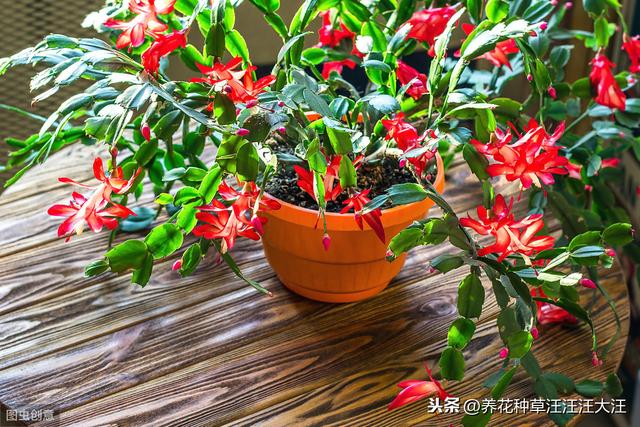 鸡蛋壳在养花过程中，真的有那么好？使用方法错误，无害无利
