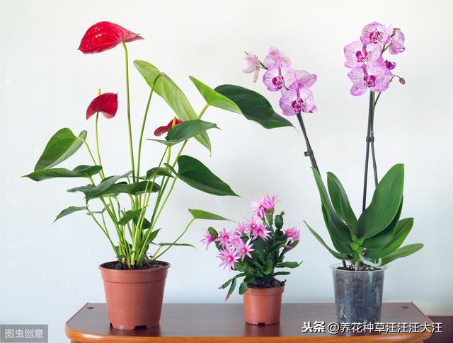 给花卉植物施用黄豆水肥，需要注意五点，花卉植物生长旺