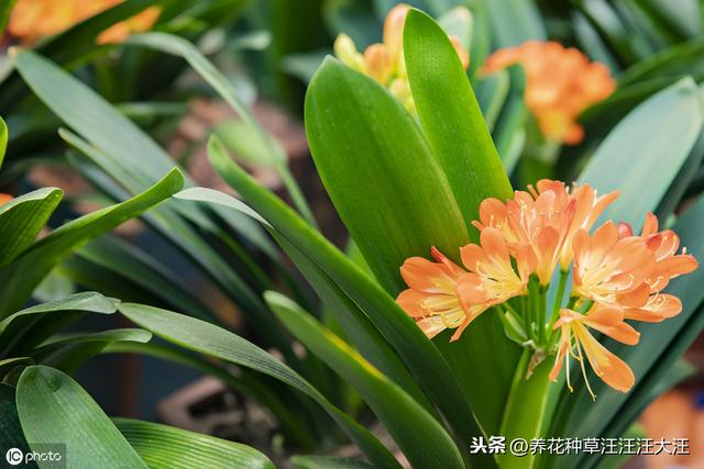 君子兰养护，看见这几种“表现”，需要及时处理，否则“成追忆”