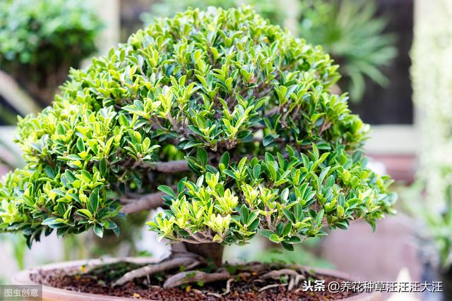 盆栽小榕树不长气生根，使用这“三种”方法，根系多，植株旺