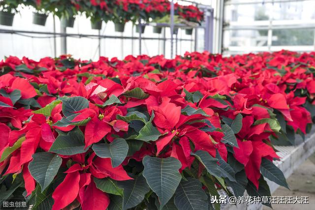 做好这四点，养好一品红，植株旺，花色艳红，花期还长