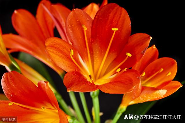 君子兰叶片边缘发黄干枯的五大原因，以及解决办法