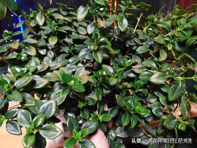 金鱼吊兰秋季养护，做好这三点，花芽“蹭蹭冒”，“小鱼”挂满枝