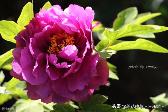 盆栽牡丹花，做好这些“点”，旺“植株”，开花多又艳