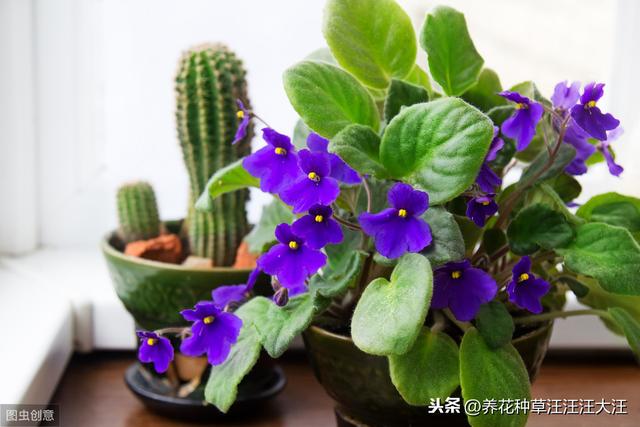 鸡蛋壳在养花过程中，真的有那么好？使用方法错误，无害无利
