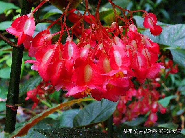 竹节海棠扦插繁殖，时机至关重要，正确选择，提高成活率