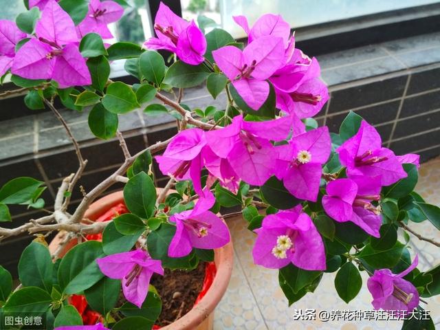 三角梅开花少而小，三个小“动作”，植株焕发生机，开花大又多
