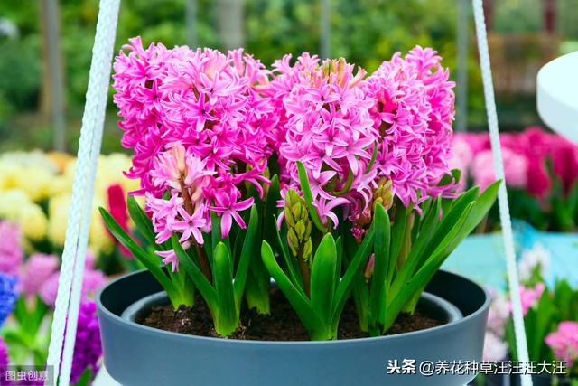 风信子种植，做好四个“阶段”养护，开花艳丽，来年再开花