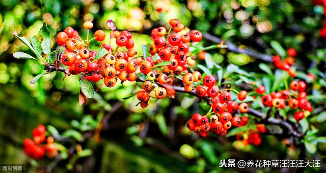 火棘盆景“失枝”，两个方法补救，造型随心所欲