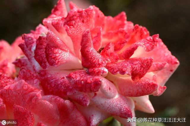 月季冒笋芽后，施肥很重要，注意这几点，笋芽“蹭蹭”长