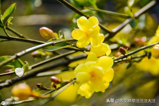 盆栽迎春花，摘心分着“三步”走，植株更饱满，开花更多更艳丽
