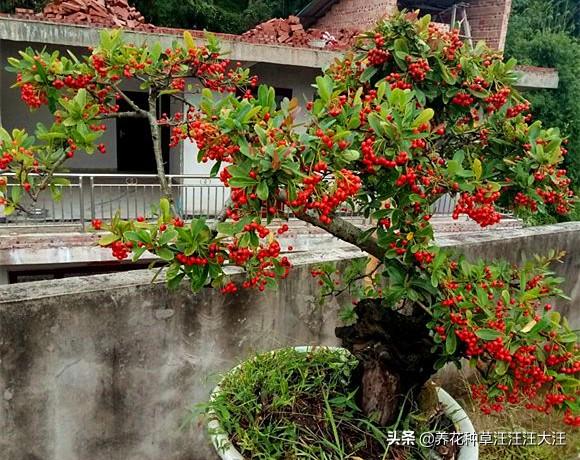 火棘盆景“失枝”，两个方法补救，造型随心所欲