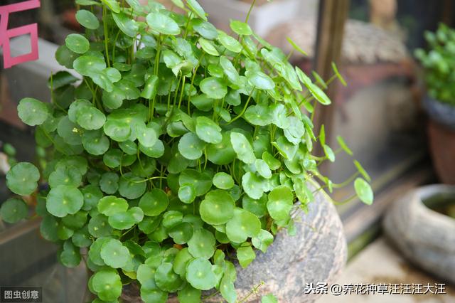 养护铜钱草，注意这几点，阳台绿成一片“大草原”
