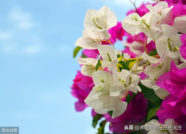 三角梅栽种，添加底肥时，注意这三点，不伤苗，生长旺