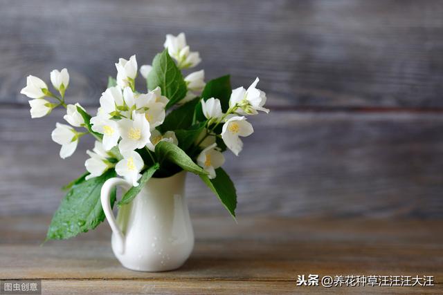 做到五个“长”，让茉莉花株型矮壮紧凑，开花更多更香