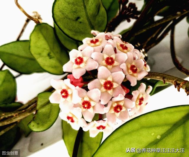 球兰开花“特”困难，两个“选择”没做对